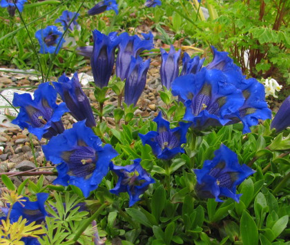 Gentiana ligustica 